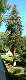  de grand arbres dans le parc. (c) Christophe ANTOINE
229*700 pixels (45854 octets)(i1965)