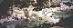 La Calanque de Port-Pin et sa plage de galets (c) Christophe ANTOINE
800*314 pixels (42093 octets)(i326)