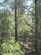 1181: petit passage en forêt (sentier des crêtes balisé bleu) (c) Nicole Despinoy
375*500 pixels (74759 octets)(i3549)