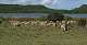  Moutons à l'étang du Pourra. (c) Christophe ANTOINE
550*288 pixels (22324 octets)(i2616)