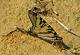 1700 papillon sur le sable de la plage du lac des Salettes (variante)(c) Nicole Despinoy
287*200 pixels (15321 octets)(i3705)