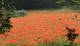 un champ de coquelicots (c) Christophe Antoine
700*404 pixels (82387 octets)(i4299)